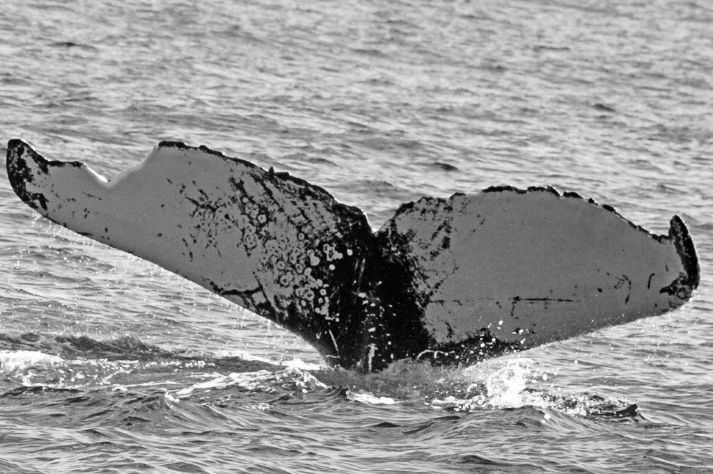 ADVISORY: Whale Watching