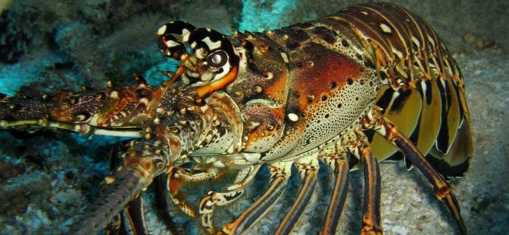 Government Takes Action to Enable Future Sustainability of Bermuda’s Lobster Fishery