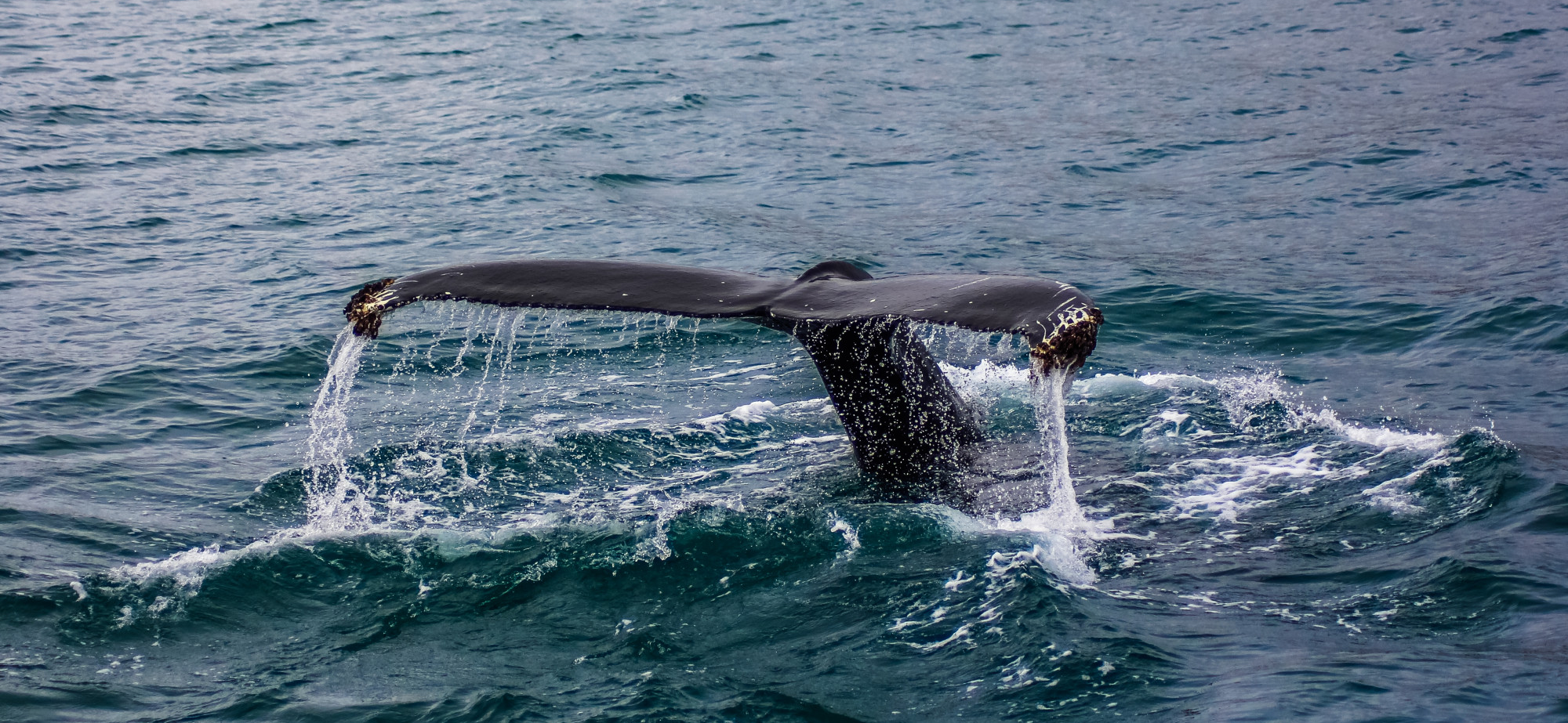Coordinated Response Successfully Guides Rare Inshore Humpback Whales Back to Open Water
