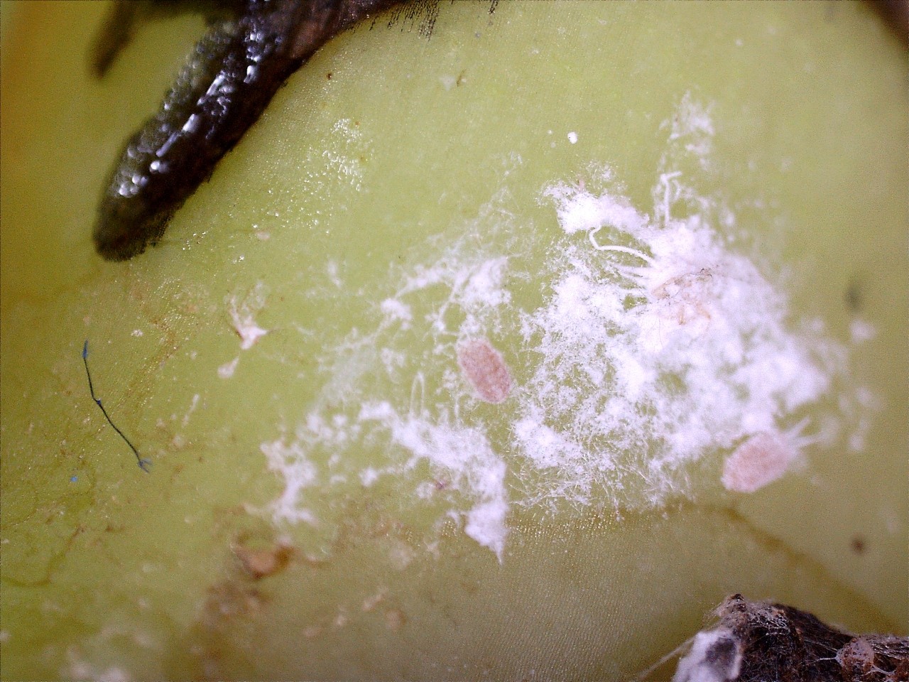 Figure 10: Intercepted viable juvenile mealy bugs, banana shipment 2019