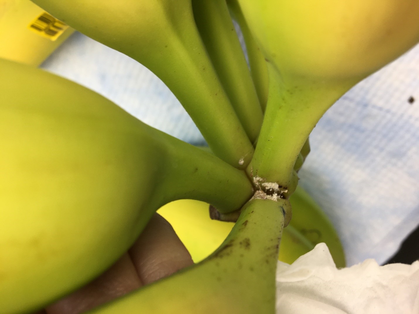 Figure 1: Intercepted mealybug egg masses on incoming banana shipment, 2019 
