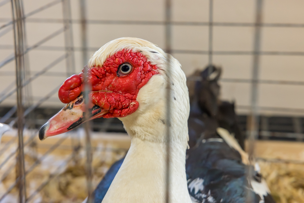 AG Show Success