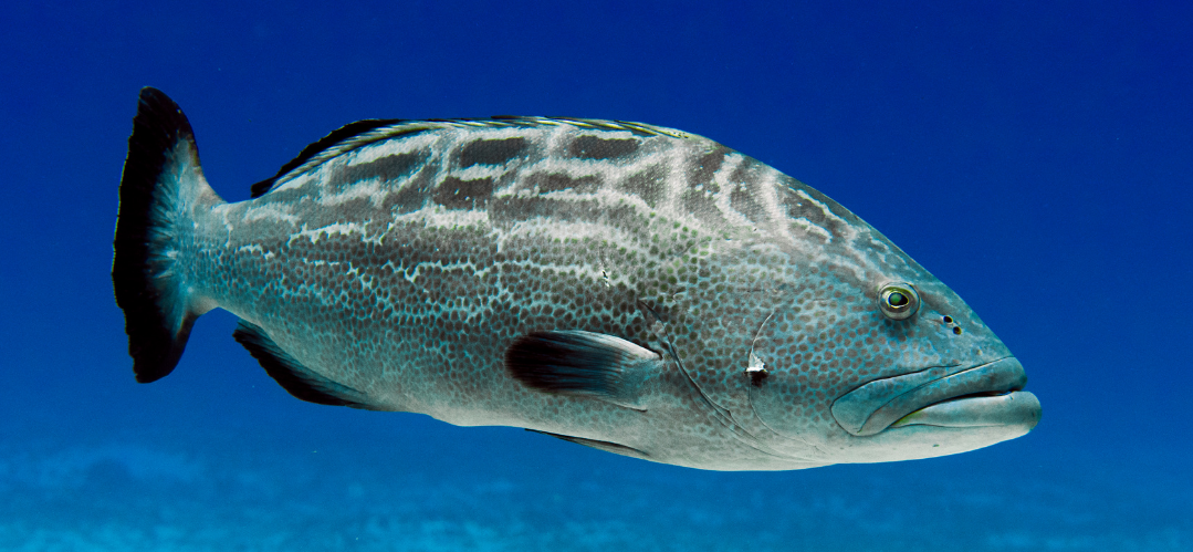 black-grouper