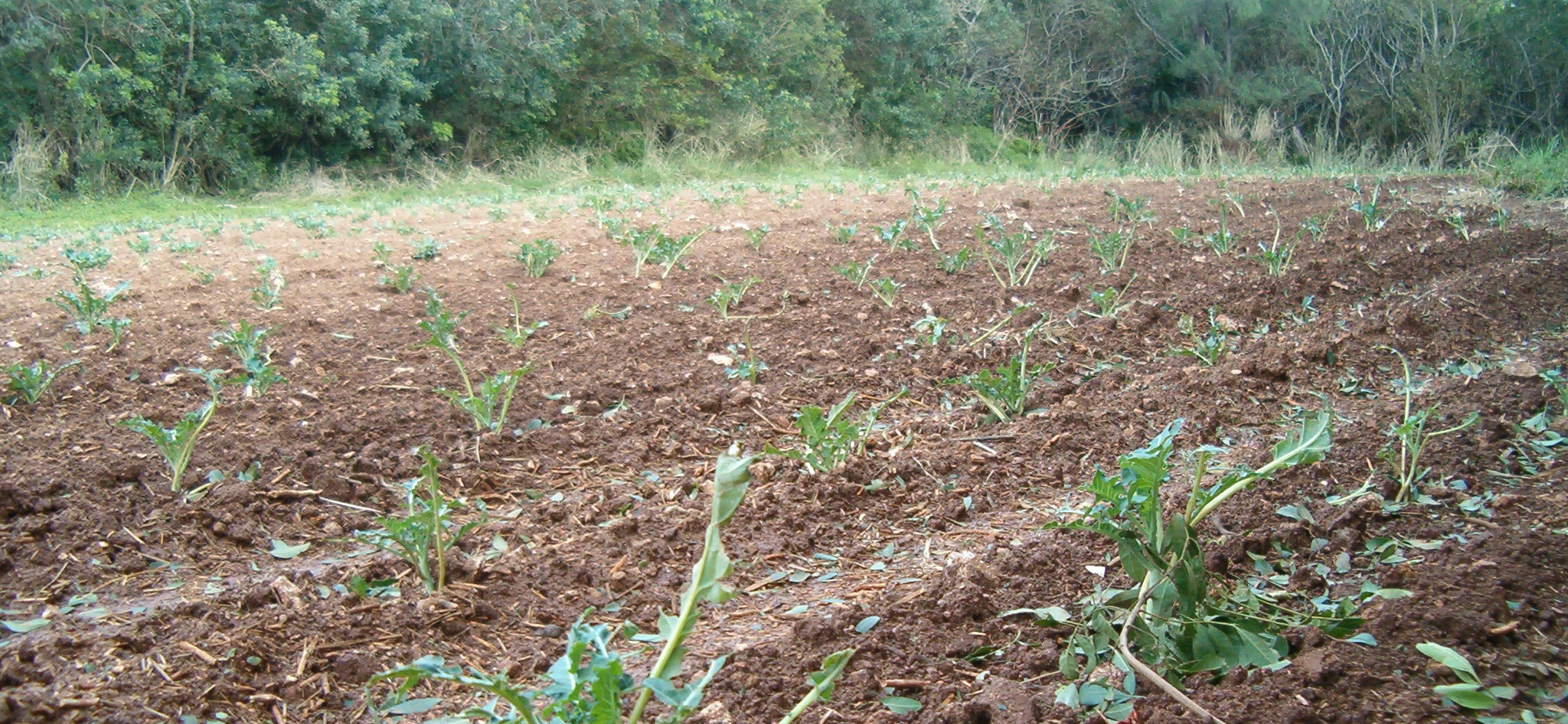 Damage to field crops