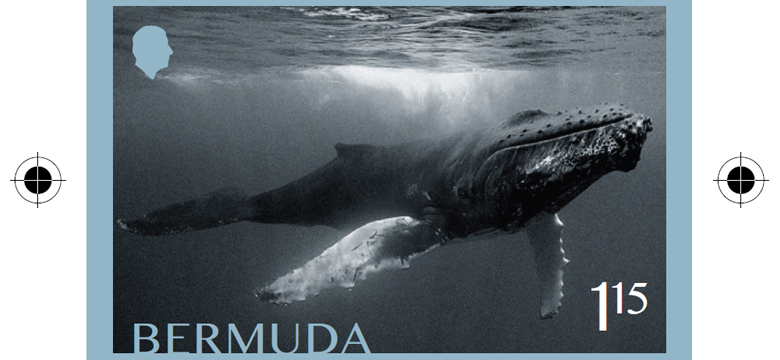 Whale Stamp