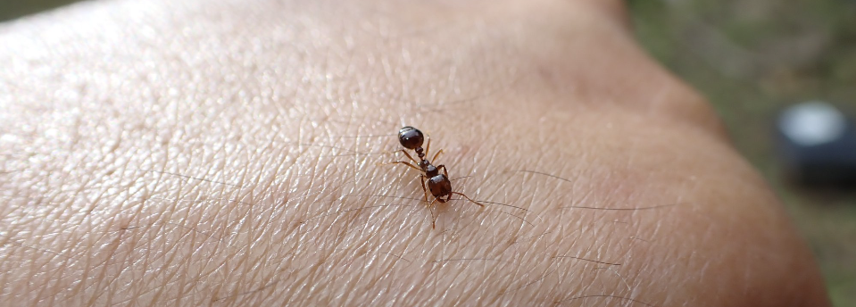 Fire Ants in Bermuda