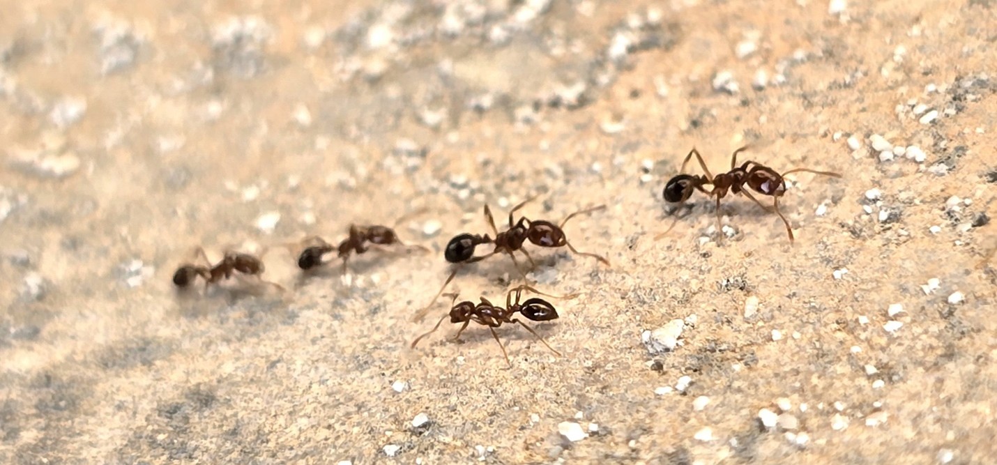 Red Imported Fire Ant