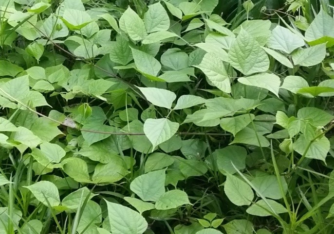 hyacinth bean vine 