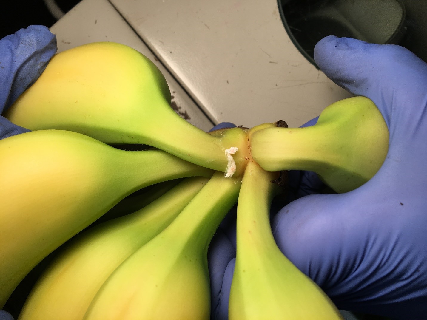 Figure 7: Intercepted live adult mealybug with hanging egg mass, banana shipment, 2019