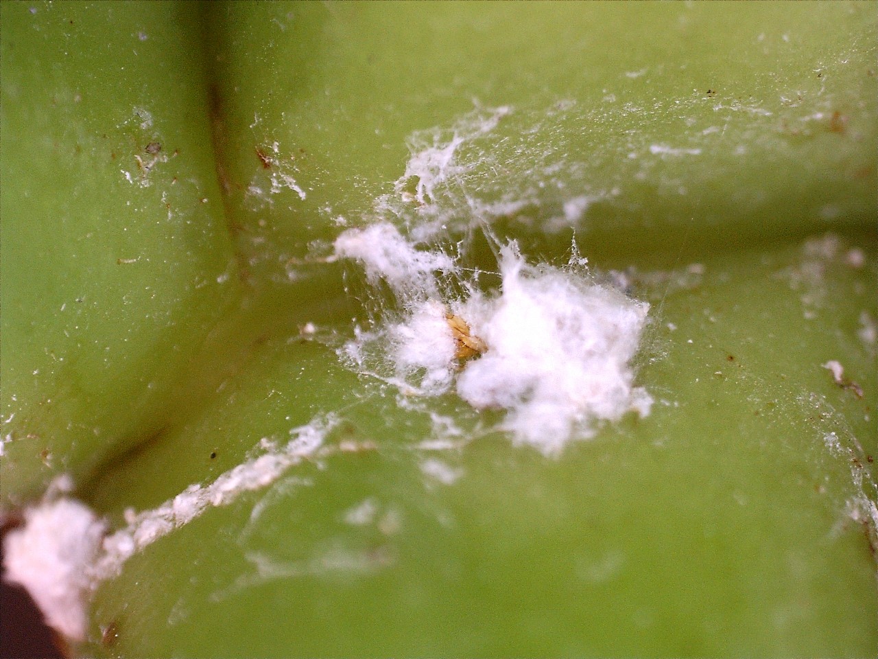 Figure 9: Intercepted viable melybug egg mass, banan shipment 2019