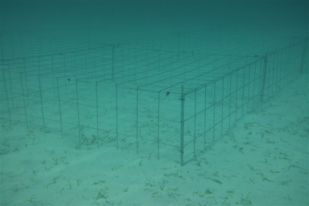 Some Good News: Seagrass Restored to Eastern Shore Bays Is Flourishing