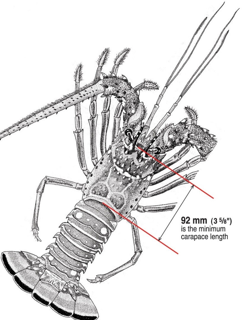 Lobster sizing diagram