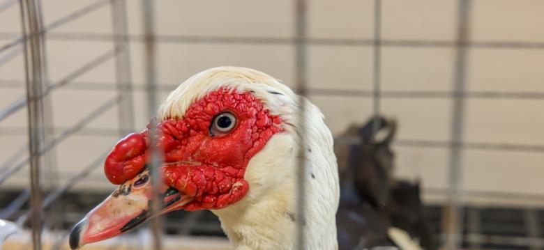 AG Show Success