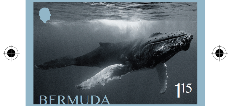 Whale Stamp