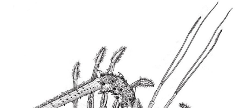 Lobster sizing diagram